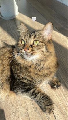 a cat laying on top of a wooden floor