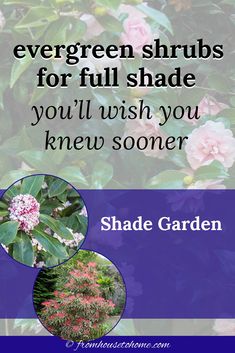 two pictures with the words evergreen shrubs for full shade you'll wish you knew some