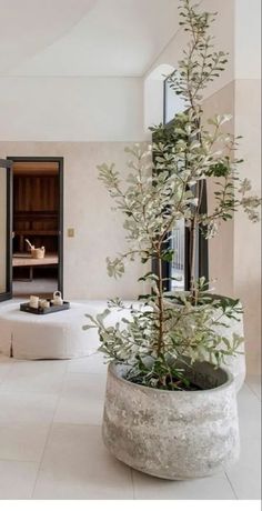 a large potted plant sitting on top of a white floor next to a window