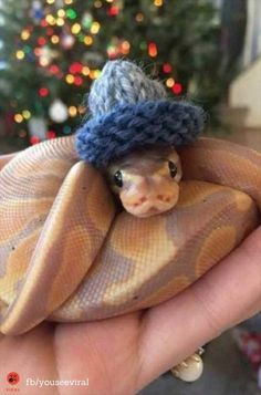 a hand holding a small toy animal wearing a blue knitted hat and scarf on it's head