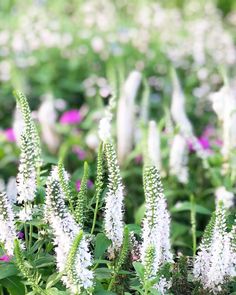 some white and purple flowers are in the grass