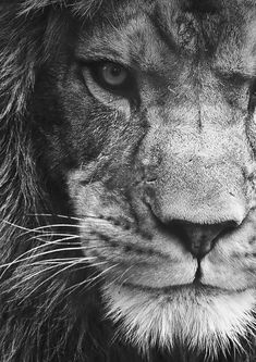 a black and white photo of a lion's face with the words wild on it