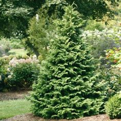 a small evergreen tree in the middle of a garden