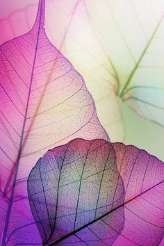 a purple leaf with the words you make it look like it's magic cause i see nobody, but you