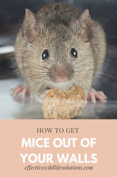 a rodent eating something on top of a table