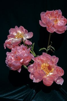 three pink flowers on a black background