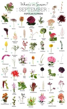 an illustrated poster with flowers and their names