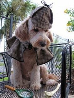 a dog wearing a hat and coat sitting on top of a metal fence next to a banana