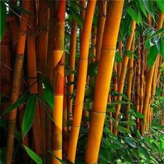 the bamboo trees are tall and green