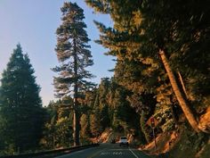 a car driving down the road in front of some tall pine trees and another tree line behind it