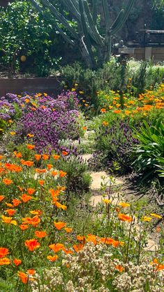 mass plantings of orange and purple flowers Pollinator Garden Layout, Pollination Garden, Patio Garden Bed, California Landscaping, Pollinator Garden Design, Flower Garden Ideas, California Native Garden, California Wildflowers, Poppy Garden