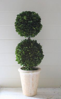 a potted plant sitting on top of a table