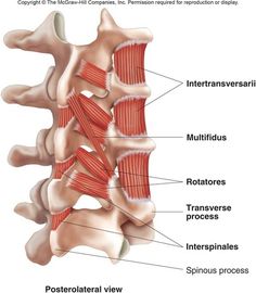 the muscles are labeled in this diagram