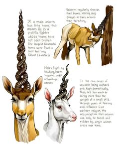 three different types of animals with long horns and spirals on their heads, including an antelope