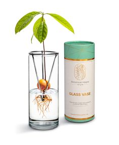 a plant in a glass vase next to a canister with water and leaves on it