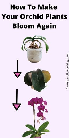 how to make your orchid plants bloom again