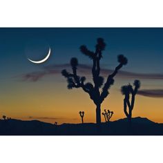 the moon is setting behind some joshua trees