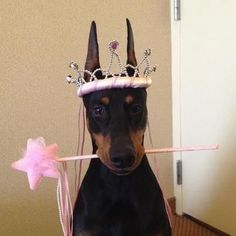 a black and brown dog wearing a tiara holding a pink stick in it's mouth