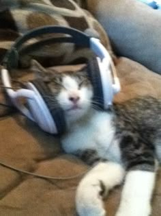 a cat laying on the floor with headphones around it's neck and eyes