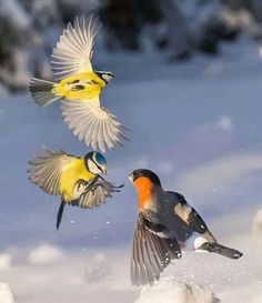 three birds are flying in the snow and one has its wings spread out to catch something