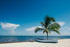 a boat on the beach with a palm tree