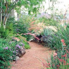 a dirt path surrounded by plants and trees