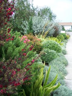 an assortment of plants and flowers in a garden area next to a sidewalk with a house in the background