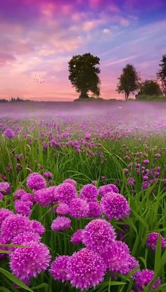 a field full of purple flowers under a colorful sky