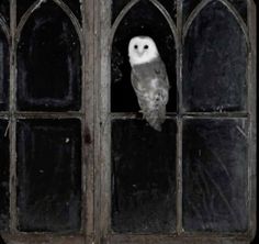 an owl is sitting on the window sill