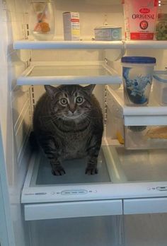 a cat sitting in the middle of an open refrigerator