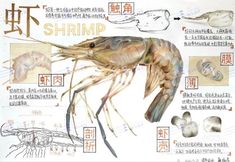 an image of shrimp in chinese writing and pictures