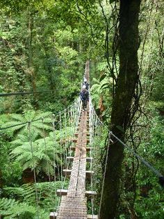 an image of people walking across a suspension bridge in the forest with trees and ferns