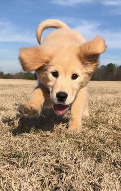 a puppy running in the grass with its mouth open