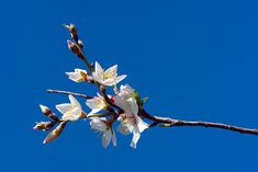 a branch with white flowers against a blue sky