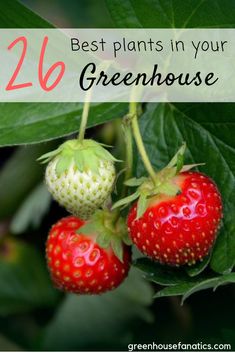 two strawberries growing on a plant with the words celebrate national strawberry picking day