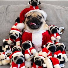 a pug dog sitting on top of a couch surrounded by stuffed animals wearing santa hats