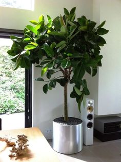 a potted plant sitting on top of a wooden table next to a speaker system