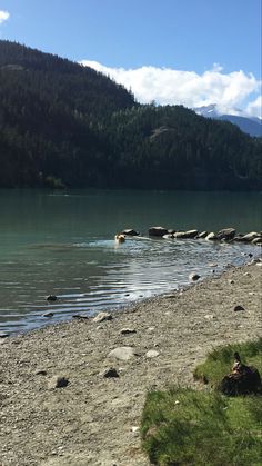 there is a dog that is swimming in the water at the lake shore with mountains in the background