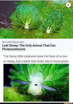 an image of some plants that are in the grass and one is green with leaves