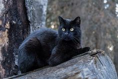 a black cat sitting on top of a tree trunk