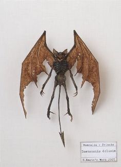 a bat is shown on the wall with its wings spread out and it's eyes open