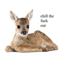 a baby deer laying down with the words chill the fock out