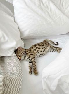 a small cat laying on top of a white bed covered in pillows and blankets with it's head under the covers