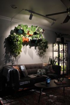 a living room filled with furniture and lots of plants on the wall above it's windows