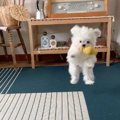 a white teddy bear holding a yellow object in its mouth while standing on it's hind legs