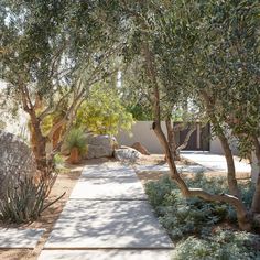 an outdoor walkway between two trees in the middle of a desert area with rocks and plants