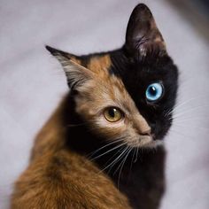 a close up of a cat with blue eyes