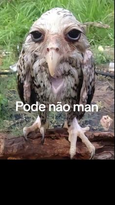 an owl sitting on top of a log with the words pode nao man