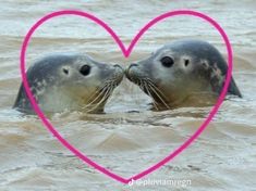 two seals kissing in the water with a heart shaped frame