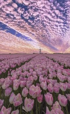 a field full of pink tulips under a purple sky with wispy clouds